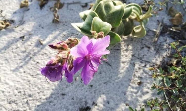 © Assessoria de Imprensa do Jardim Botânico do Rio de Janeiro