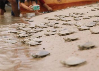 Foto: Divulgação/Sema