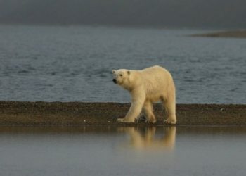 Urso polar visto em terra – Foto: SUSI MILLER/USFWS