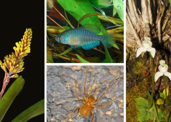 Foto: Reprodução Ministério do Meio Ambiente/Luiz Filipe Varella (Aechmea winkleri) ; Matheus Volcan (Austrolebias univentripinnis); Rodrigo Lopes Ferreira (Spinopilar moria); Rodrigo B. Singer (Codonorchis canisioi)