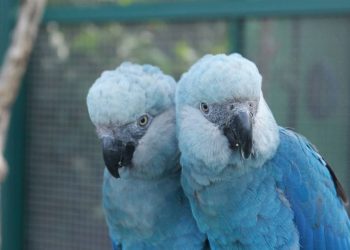 Foto: Camile Lugarini