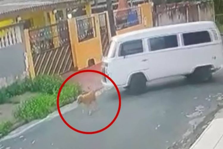 Foto: Reprodução/whatsapp