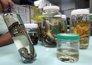 Foto: Girlene Medeiros / FVS-RCP