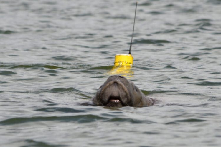 A peixe-boi Mel foi avistada com o filhote por técnicos do Projeto Viva o Peixe-Boi-Marinho e da APA da Barra do Rio Mamanguape, na Praia do Poço, em Cabedelo (PB) | Foto: Projeto Viva o Peixe-Boi-Marinho