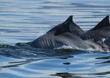 Foto: © Imagem de divulgação/Instituto Boto-Cinza
