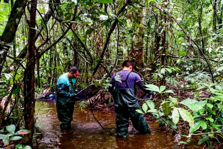 Foto: Érico Xavier/Fapeam e Lidia Aguiar da Silva