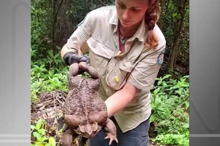 Foto: AUSTRALIAN BROADCASTING CORPORATION / QUEENSLAND DEPARTMENT OF ENVIRONMENT AND SCIENCE