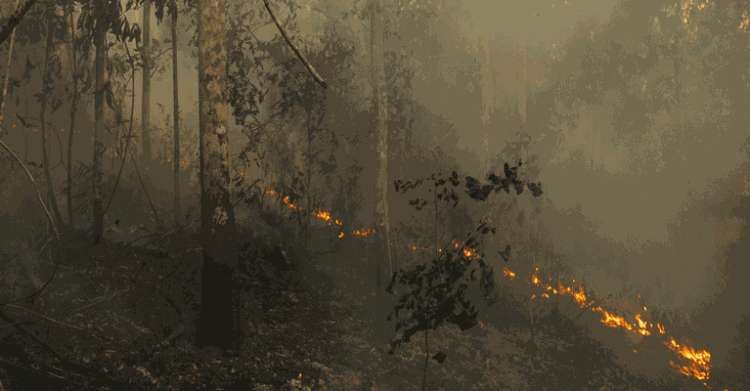 Estudo foi publicado na revista científica Science, uma das mais importantes do mundo, e contou com participação do Inpa - Foto: Adam Ronan