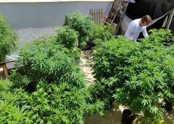 Cannabis Foto © Arquivo pessoal:Fábio Carvalho