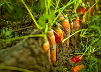 Foto:  NAILIA SCHWARZ/ALAMY