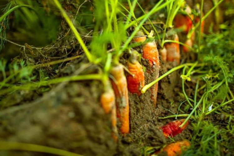 Foto:  NAILIA SCHWARZ/ALAMY