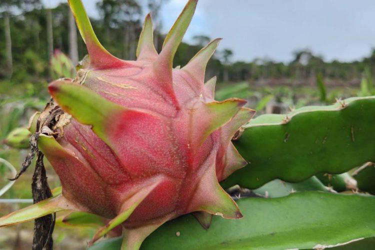 Foto: Selmo Andrade/Divulgação e Antônio Barros Jr./Idam