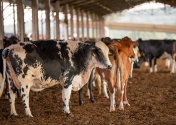 Foto: CNA/Wenderson Araujo/Trilux