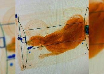 Os seguranças do aeroporto se surpreenderam ao ver a imagem do gato na máquina de verificação de malas (Foto: Twitter/@TSA_Northeast)