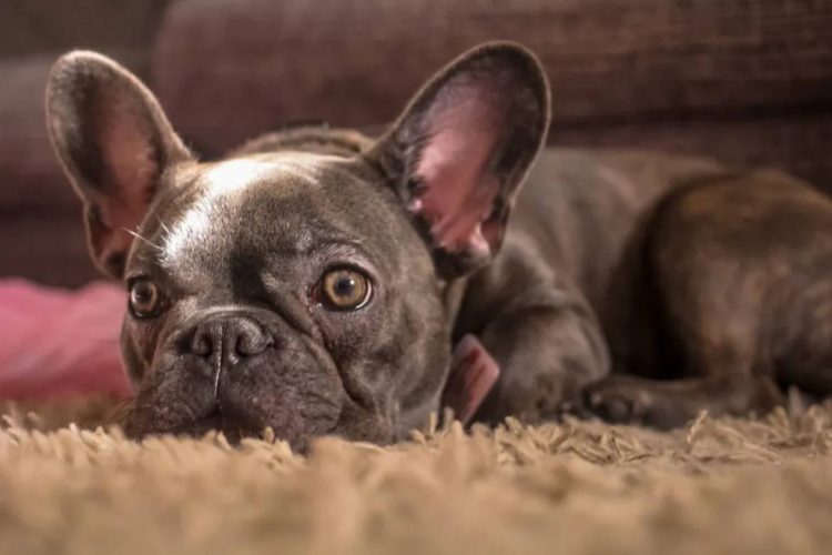 Foto: Buldogue Francês / Unsplash