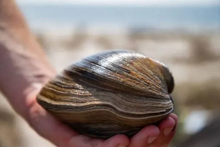 Foto: Reprodução/Alicia Devine/Tallahassee Democrata