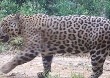 Foto: Programa Grandes Mamíferos da Serra do Mar/Fundação Grupo Boticário