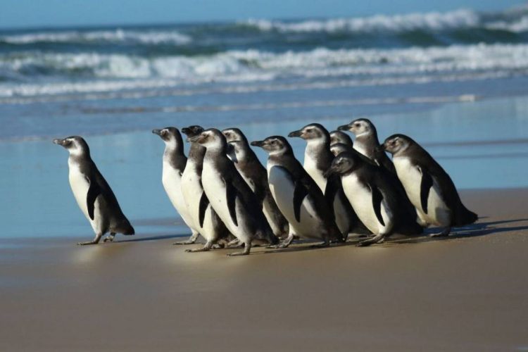 Foto: Nilson Coelho/Agência Petrobras