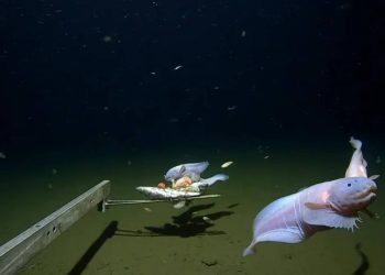 Foto: University of Western Australia