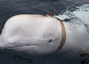 Foto: Jorgen Ree Wiig/Direção Norueguesa de Pescas/Serviço de Vigilância Marítima