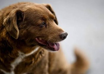 Foto: Patricia de Melo Moreira