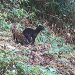 Foto: Frame/Programa Grandes Mamíferos da Serra do Mar/Fundação Grupo Boticário