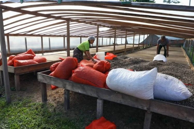 Foto: Érico Xavier/Fapeam e Acervo Pessoal do Pesquisador Tiago Jacaúna