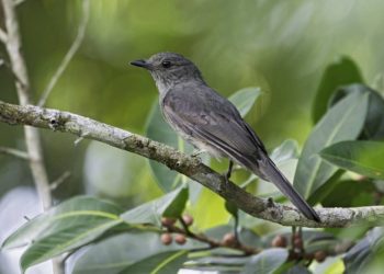 Foto: Arquivo/Secom | Anselmo D'Affonseca/Divulgação