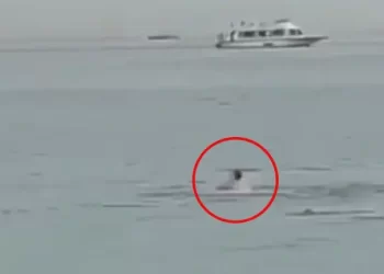 Ministério do Meio Ambiente do Egito confirmou que o russo foi atacado por um tubarão-tigre – Foto: Reprodução/ Twitter@lucky_wez