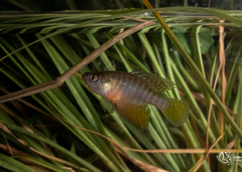 Peixes rivulídeos estão contemplados em Plano de Ação Nacional coordenado pelo ICMBio - Foto: Gustavo Fonseca