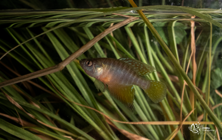Peixes rivulídeos estão contemplados em Plano de Ação Nacional coordenado pelo ICMBio - Foto: Gustavo Fonseca