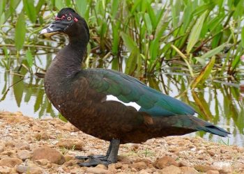 Foto: Reprodução / Internet