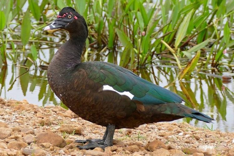 Foto: Reprodução / Internet