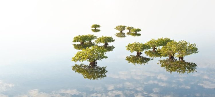Os manguezais extraem até cinco vezes mais carbono do que as florestas terrestres, incorporando-o em suas folhas, galhos, raízes e nos sedimentos abaixo deles - Foto: Mangrove Photography Awards/Melodi Roberts