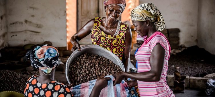 A produção de castanhas de carité e manteiga estão entre as atividades de geração de renda mais acessíveis para as mulheres rurais no norte de Gana - Foto: FAO/Luis Tato