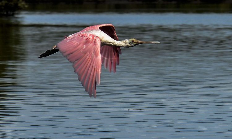Manguezais da Área de Proteção Ambianetal(APA) de Guapi-Mirim e Estação Ecológica da Guanabara, região hidrográfica da Baía de Guanabara. Na foto o colhereiro, uma das espécies de aves encontradas na área de proteção - Foto: Tânia Rêgo/Agência Brasil
