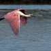 Manguezais da Área de Proteção Ambianetal(APA) de Guapi-Mirim e Estação Ecológica da Guanabara, região hidrográfica da Baía de Guanabara. Na foto o colhereiro, uma das espécies de aves encontradas na área de proteção - Foto: Tânia Rêgo/Agência Brasil
