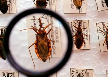 Estudos e amostragem do Barbeiro, transmissor da doença de chagas - Foto: Ministério da Saúde