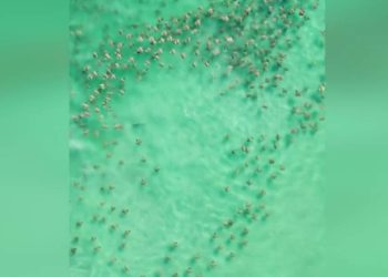 Foto: Reprodução / Justin Nadeau