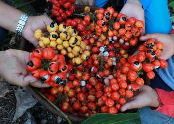 Foto: Divulgação/Sepror