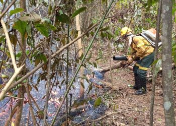 Foto: Divulgação | Ibama