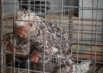 Resgate de animais silvestres em Itacoatiara