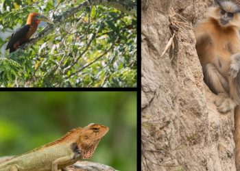 Atividades ilícitas contribuem para a rápida degradação dos ecossistemas - Foto: BES/Joshua F. Goldberg