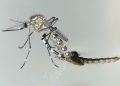 O mosquito aedes aegypti transmite o zika, além da dengue e da chikungunya- Foto: IAEA