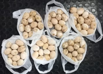 Foto: Divulgação/SSP-AM