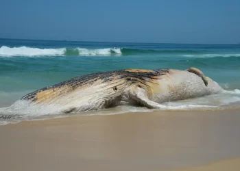Foto: © Tomaz Silva/Agência Brasil