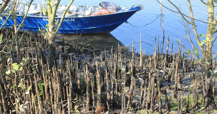 Medidas como a remoção manual das plantas invasoras e outras técnicas devem ser consideradas, embora cada uma apresente seus próprios impactos ambientais e econômicos - Foto: Enviada pelos pesquisadores | USP