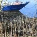 Medidas como a remoção manual das plantas invasoras e outras técnicas devem ser consideradas, embora cada uma apresente seus próprios impactos ambientais e econômicos - Foto: Enviada pelos pesquisadores | USP