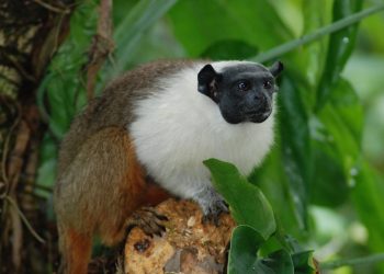 Foto: Marcelo /Gordo Acervo pessoal do pesquisador