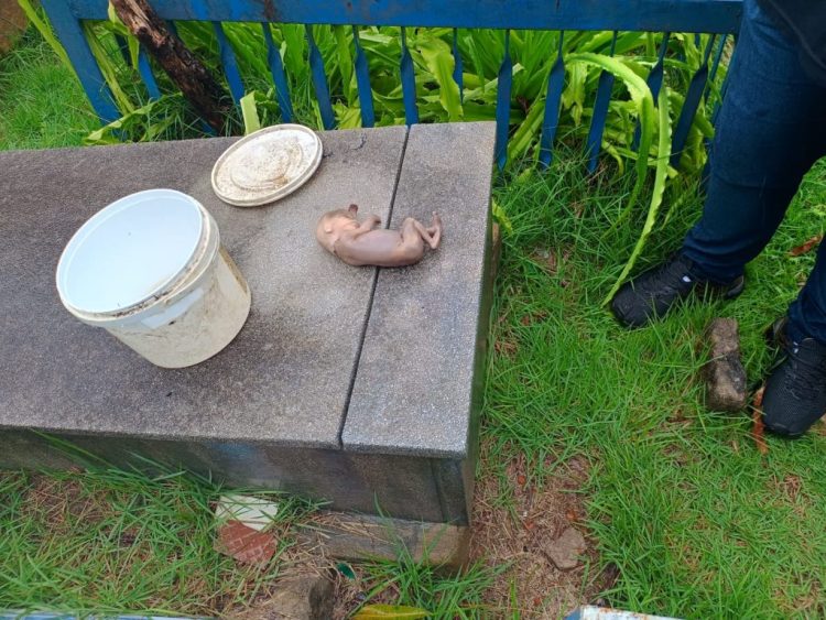 Foto: Reprodução |  Whatsapp